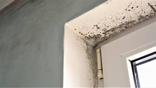 Best Mold Odor Removal Services  in Bayport, NY
