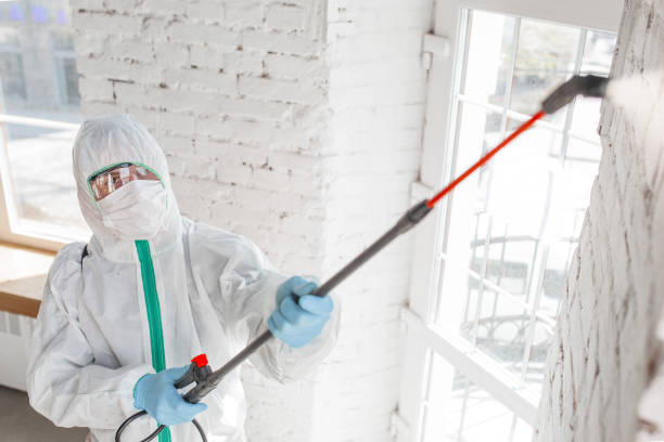 Best Emergency Mold Remediation  in Bayport, NY