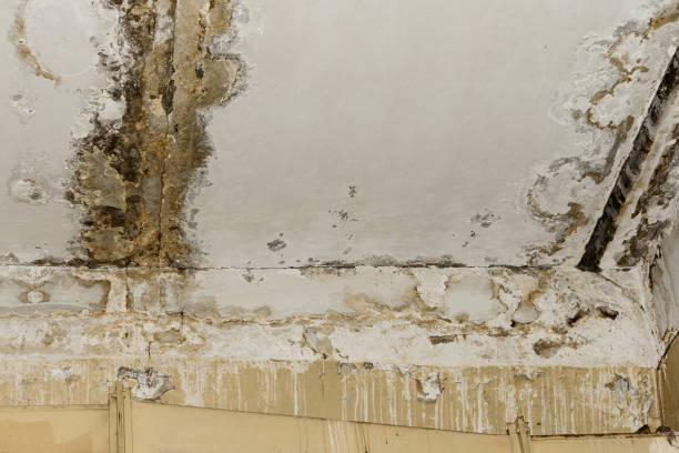 Best Mold Remediation for Healthcare Facilities  in Bayport, NY