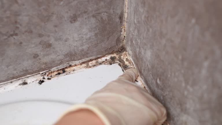 Environmental Consulting for Mold Prevention in Bayport, NY