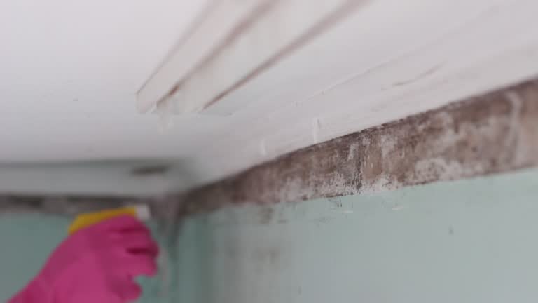 Best Forensic Mold Investigation  in Bayport, NY